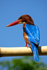 Blue wing feather  of king fisher reflect sunlight.