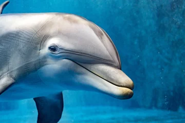 Crédence de cuisine en verre imprimé Dauphin dauphin sous l& 39 eau vous regarde