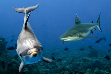 requin gris et dauphin sous l& 39 eau