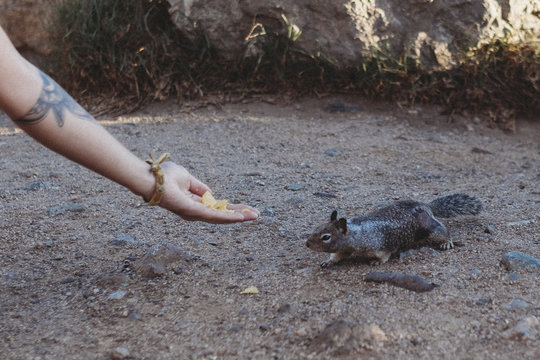 Squirrel 