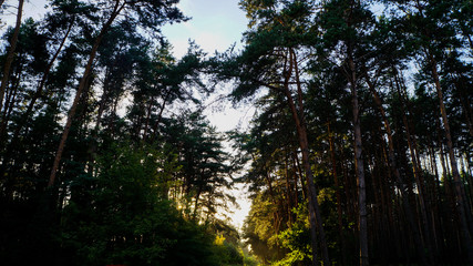 Clearing thru the trees 