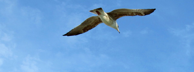 Gabbiano in volo - libertà