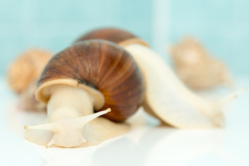 Giant snail Achatina is the largest land mollusk on Earth