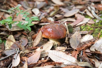 Salt Point State Park is a state park in California  is covered in forests of redwood, tanoak, pine and fir, wild mushrooms, boletes - known as king boletes. 