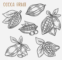 Fotobehang Sketches of cocoa beans on pod, cacao plant © Elegant Solution