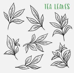 Sketches of green or black tea sprout with leaves - obrazy, fototapety, plakaty