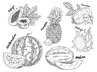 Sketched of watermelon and pitahaya fruits