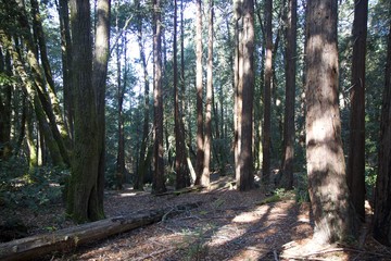 Salt Point State Park is a state park in Sonoma County, California  is covered in forests of redwood, tanoak, pine and fir, with the balance split between meadows and pygmy forests. 