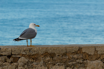 Seagull over wall at the sea