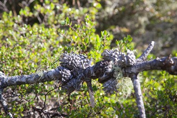 Salt Point State Park is a state park in Sonoma County, California  is covered in forests of redwood, tanoak, pine and fir, with the balance split between meadows and pygmy forests. 