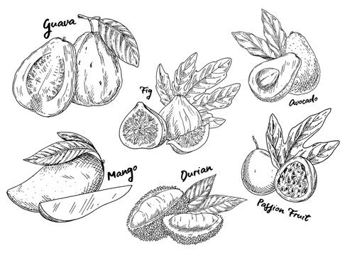 Sketch of guava and avocado, fig and mango, durian