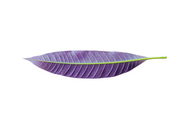 Purple baby leaf die cut