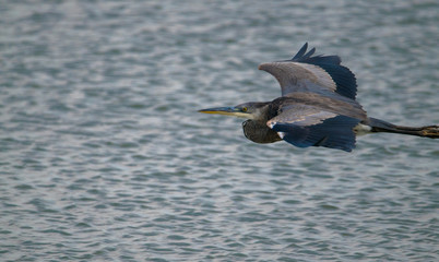 Great Blue Heron isolated in flight with water background