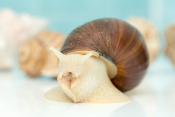 Giant snail Achatina is the largest land mollusk on Earth