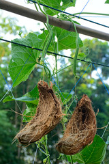 Technique weighted baby luffa by coconut peel to make it straight. 
