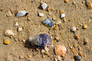 Sea shells on the sand close-up view from above