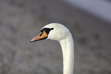 Fototapeta premium Łabędź na plaży w Sopocie