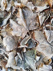 background of autumn leaves in the frost