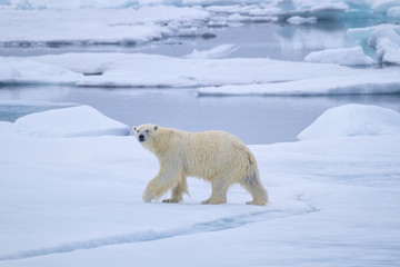 Polar Bear on Ice Flow near Svalbard, Norway