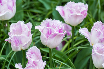 Obraz na płótnie Canvas Pink tulip in the field