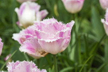 Pink tulip in the field