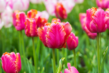 Obraz premium Pink tulip in the field