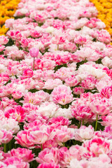 Pink tulip in the field