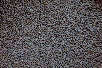 perilla frutescens close up on background.