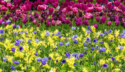 Tulips, anemone and bluebells flowers