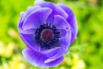 Blue anemone close-up on a green