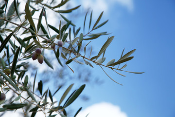 olive tree leafes on sky background 