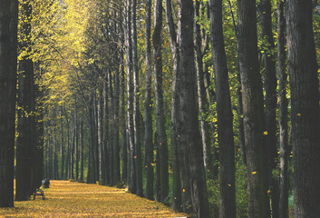 Obraz premium forrest