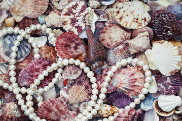  elegant marine background with colorful shells of different shapes and sizes and chic necklace of pearls