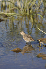Bird sandpiper with a long beak looks for food in water 