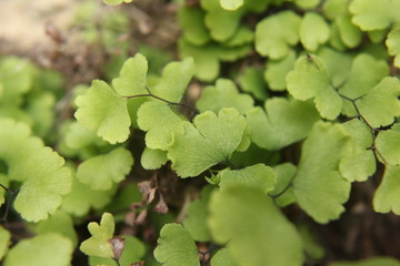 Fototapeta na wymiar verde