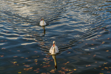 Swans at the lake of Ioannina city, Pamvotida, Greece