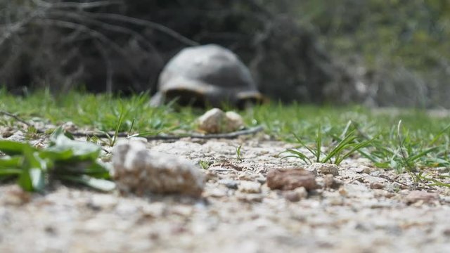 Terricole Mediterranean turtle (spur-thighed tortoise, Testudo graeca iberica). Turkey, Marmaris, Taurus mountains
