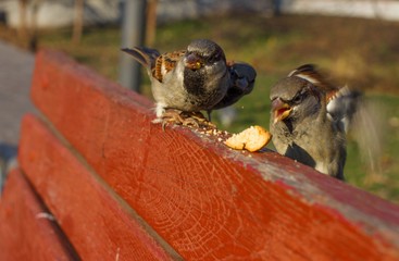 House sparrow perched on red wood board. Flying bird. Spring in the park