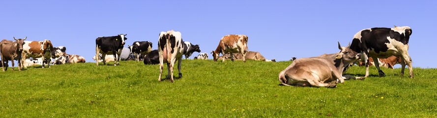 Kuhherde auf der Weide im Allgäu