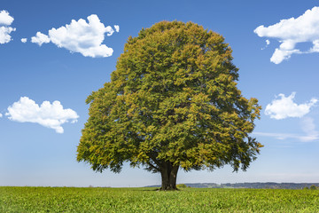 Fototapeta na wymiar Buche als Einzelbaum im Herbst