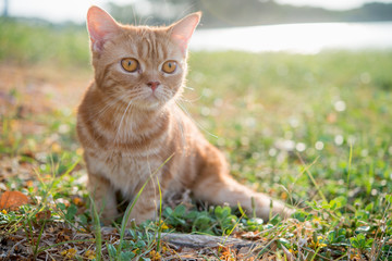 Naklejka na ściany i meble Close up cute cat eye on green grass with bright blur background.