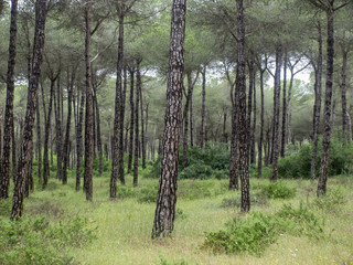 Obraz premium Pinares de Aznalcázar / Aznalcázar's pinegroves. Sevilla