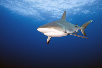 Silky Shark (Florida)