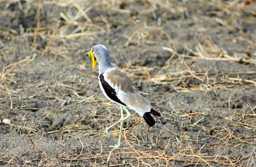 African Wattled Lapwing (Vanellus senegallus) also known as  Senegal wattled plover on the dry arid bank in south luangwa, zambia