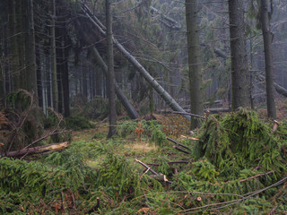 Obraz premium misty autumn spruce tree forest with windfall and and windbreak trees after the windstorm