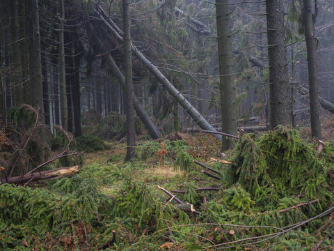 misty autumn spruce tree forest with windfall and and windbreak trees after the windstorm