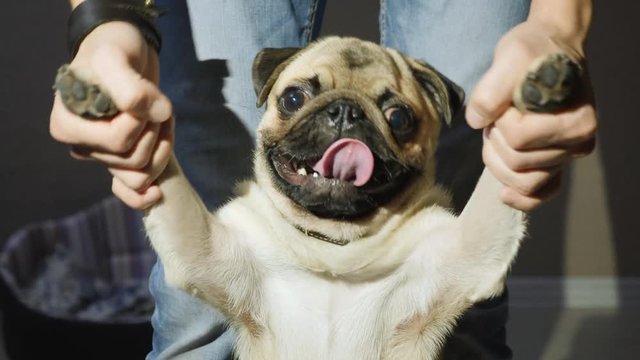 Man playing with a pug holding his paws