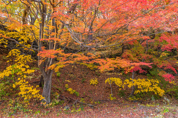 Japan, Kyoto Autumn beautiful maple tree with colorful autumn leaves