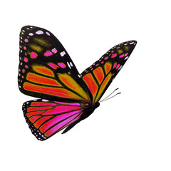 Obraz premium Beautiful monarch butterfly