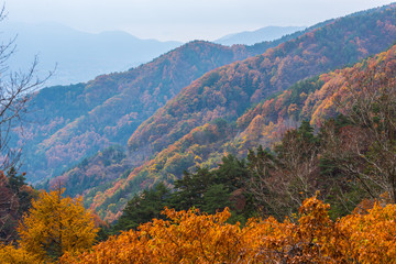 Japan, Kyoto Autumn beautiful maple tree with colorful autumn leaves